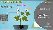 Fibre to Fabric Class 6 Science - Plant Fibres Cotton and Jute