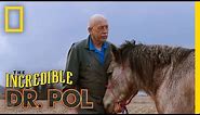 Horse Castration | The Incredible Dr. Pol