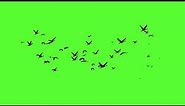 birds flying green screen HD