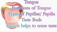 Tongue - Functions of tongue - Different types of papillae/ papilla - Taste buds