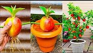 How to grow apple tree at home || propagate apple tree step by step