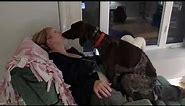 Dog loves his mommy! - German Shorthaired Pointer kissing/licking and being a lap dog!