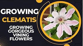 Clematis Care 101: A Step-by-Step Guide to Growing Gorgeous Vining Flowers