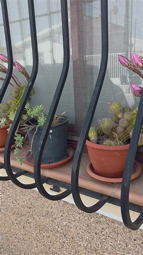 Flores de cactus que se abren de noche: ¿por qué y cuánto duran?