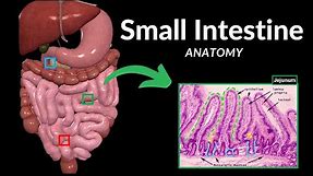 Small Intestine Anatomy (Parts, Topography, Structures, Layers)