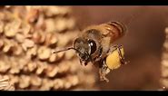 SUPER NAUKA Kako pčele prave med? 🐝