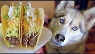 How to Make TACOS For Dogs | DIY Dog Treats 118