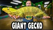 Have You Ever Seen A Gecko This Big? Largest Gecko In The World!