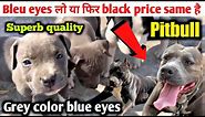 Blue eyes pitbull puppies | grey color pitbull | Superb quality