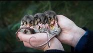 Mountain Pygmy-possums are waking up