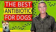 Best Natural Antibiotics For Dogs (The POWER of Oregano Oil And How To Use It)