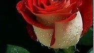 Roses Rouge Passion Red... - Ephéméride - Seasonal Calendar
