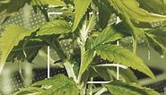 Watering Your Cannabis: How To Fix Over And Underwatering