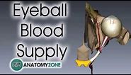 Eyeball | Blood Supply
