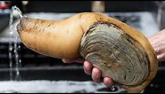 Facts: The Pacific Geoduck