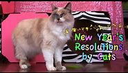 New Years Resolutions by Cats 2015