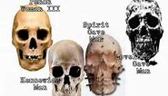 3 Basic Human Skulls