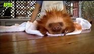 Cutest Sloth Video (Don't Worry, Be Happy)