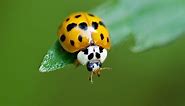 Lady Bug vs. Asian Lady Beetle: What to Know
