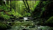 CALMING FOREST SOUNDS, BUBBLING STREAM AND RELAXING BIRDSONG FOR SLEEP AND STRESS RELIEF