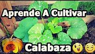Calabaza ¿Como Cultivar Calabaza?