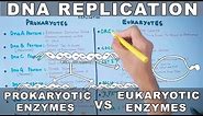 DNA Replication | Prokaryotic vs Eukaryotic Enzymes