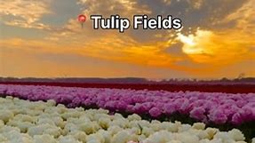 Most beautiful places in Netherlands #netherlands #tulipfield #explore #travelbucketlist #travel #keukenhof | DUTCH-BULBS.COM