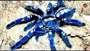 Caranguejeira Azul a Aranha Mais Bonita do Mundo - Tarântula Azul, Poecilotheria metallica