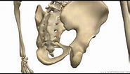 Bones of the Pelvis - Hip Bones - Anatomy Tutorial