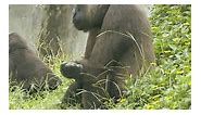 Cute interaction between gorilla couple D'jeeco & Tayari #gorilla #gorillalove #greatapes #wildlife #naturelovers #endangeredspecies #primate #animalsofinstagram #gorillalife #conservation #apeconservation #gorillawatching #mountaingorilla #gorillahabitat #gorillasofinstagram #gorillafamily #wildlifephotography #naturevideo #animalvideo #gorillakids | Gorilla love