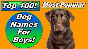Top 100 Dog Names For Boys with Meanings and Origins!