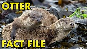 Eurasian Otter: Fact File (British Wildlife Facts)