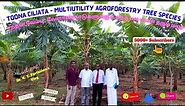Toona ciliata - Multiutilty Agroforestry Tree Species