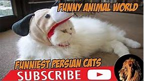4 you - Funniest Persian cat Videos ( funny animal - Persian cat ) funny animal world