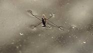 How to Eliminate Water Striders in Pools
