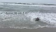 NJTV News:Stranded Seal Pups Recover at Marine Mammal Stranding Center Season 2017 Episode 05