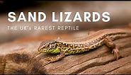 Looking for the UKs RAREST Lizard! | Rewilding Sand Lizards | Nature Diaries