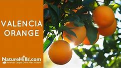 Valencia Orange | Best Orange Juice | NatureHills.com