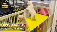 [BANGKOK] Chatuchak Pet Market "Exploring The Biggest Pet Market In Bangkok" | Thailand [4K HDR]