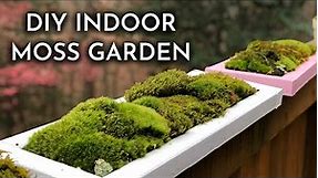 How To Grow Indoor Live Moss Garden | Where To Find Moss + Moss Care Tips | DIY Moss Tray