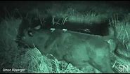 Watch two vampire bats suck blood from a cow | Science News