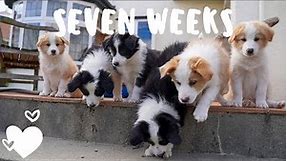 Day in the life with seven week old border collie puppies