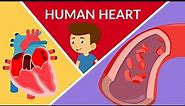 Human Heart | Human heart structure and function | Parts of the human heart | Video for kids