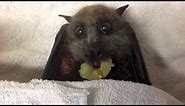 Flying-Fox (bat) eats grapes: this is Sully