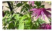 I showed you ‘Sparky Pink’ Clematis the other day, and here’s ‘Sparky Purple’! 💜 | Garden Answer