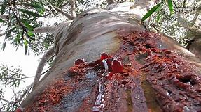 Creepy trees in Australia 'bleed' when they're cut open