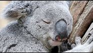 How Long Do Koalas Really Sleep In A Day?