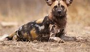 African Wild Dog facts for Kids - KonnectHQ