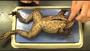 Bullfrog Dissection "Basic"