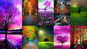 Beautiful trees wallpapers | Wallpapers | nature wallpapers | Mobile wallpapers | Background images